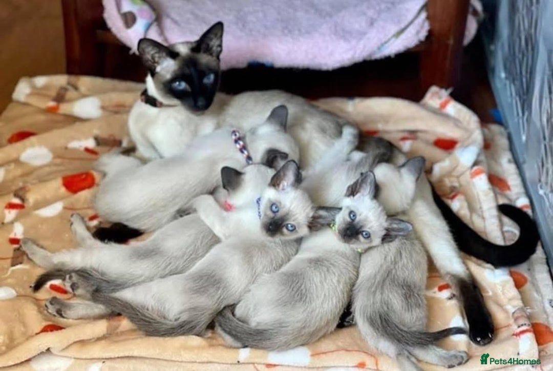 Siamese cats for sale: 🐱 BEAUTIFUL SIAMESE KITTENS - Advert 3