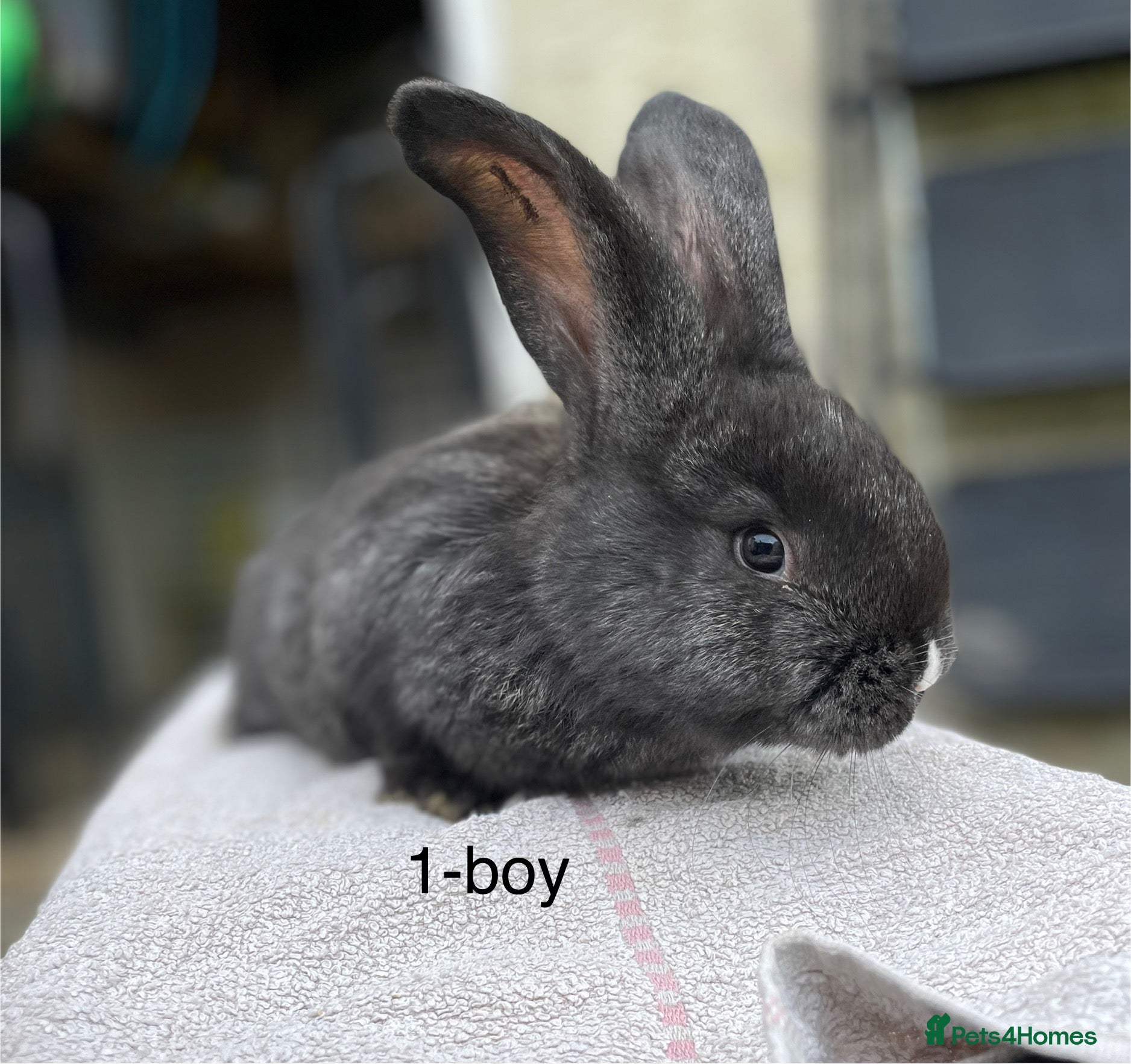 Continental Giant rabbits 💙5 week old pure bred continental giant 💙 - Advert 7