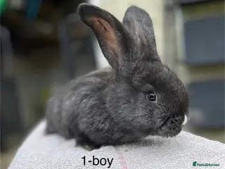 Continental Giant rabbits 💙5 week old pure bred continental giant 💙 - Advert 7