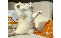 British Shorthair cats for sale: World Class Golden BSH/BLH Chinchilla, Shaded & CP - Image 11