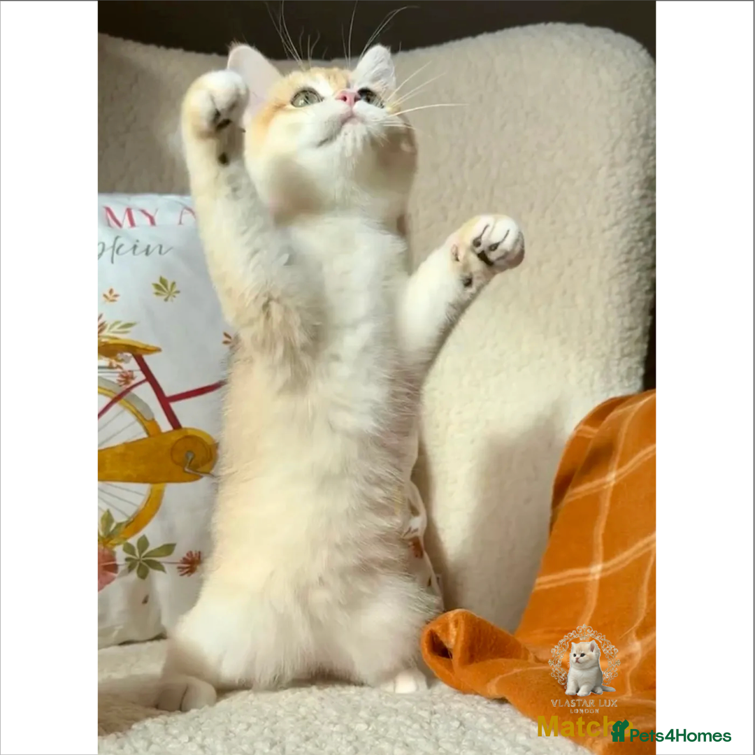 British Shorthair cats for sale: World Class Golden BSH/BLH Chinchilla, Shaded & CP - Image 11