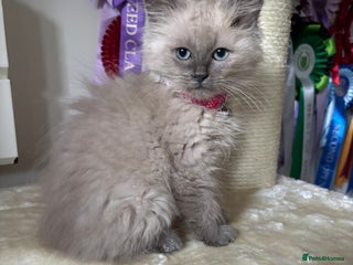 Ragdoll cats - Advert 13