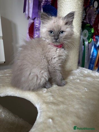 Ragdoll cats - Advert 14