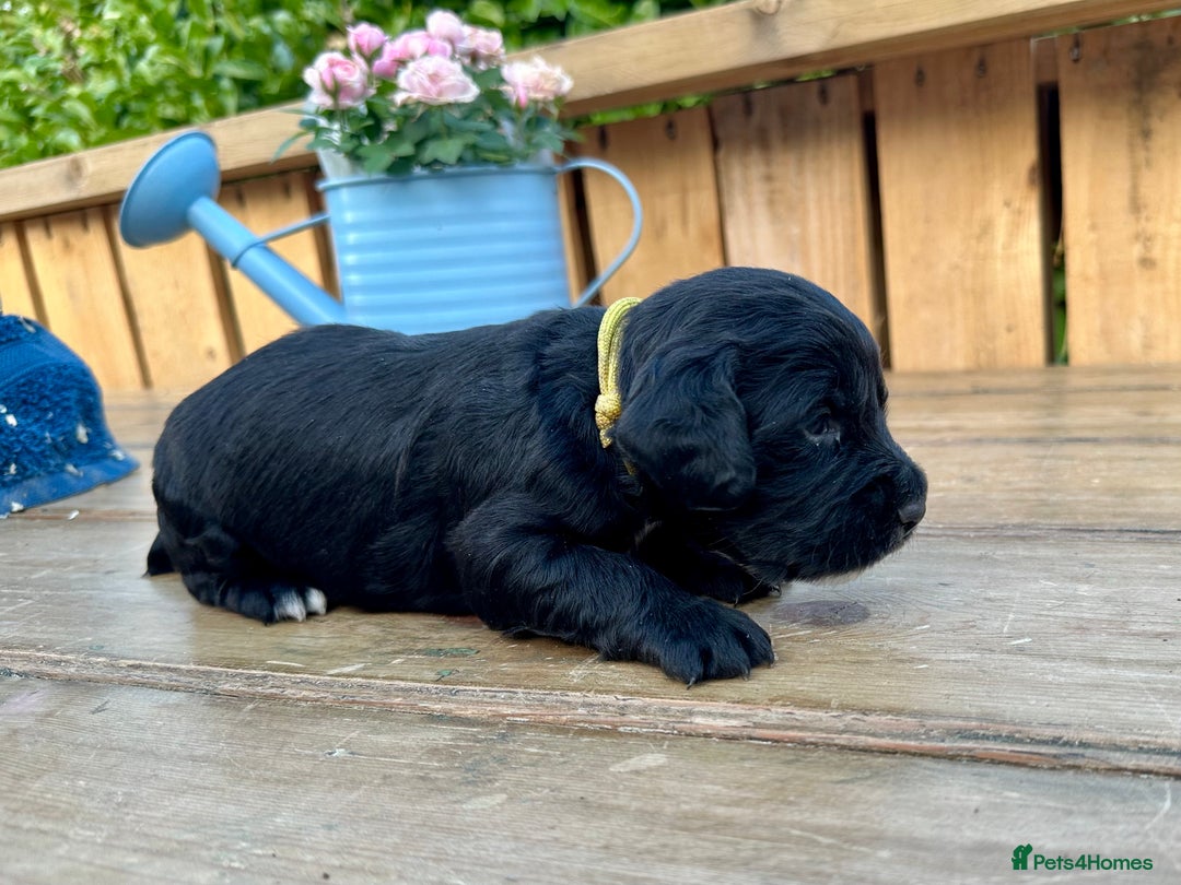 Mixed Breed dogs for sale: Gorgeous litter of 8 x F1 Sprocker Spaniels - Image 36