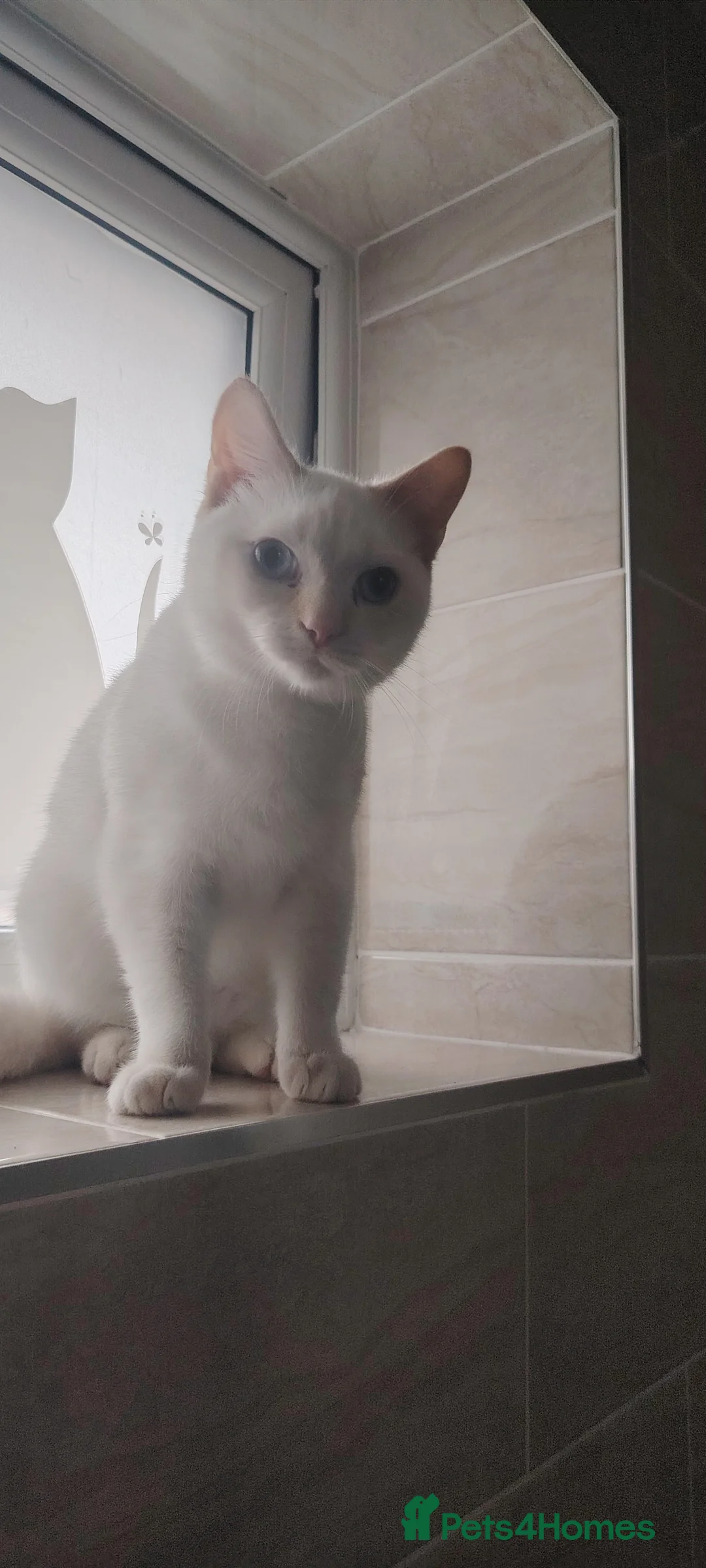 Siamese cats for sale: Popcorn  in Manchester - Advert 7