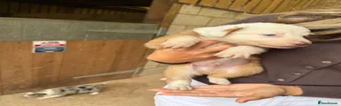 Mixed Breed Puppy 3