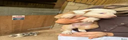 Mixed Breed dogs for sale: Collie puppies  - Advert 17