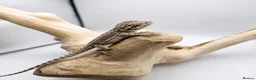 Bearded Dragon reptiles for sale: Bearded Dragon Hatchlings – Black Country Dragons - Advert 6