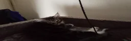 Maine Coon cats for sale: Stunning Maine Coon Kittens - Advert 15