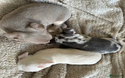 Chihuahua dogs for sale: Beautiful Chihuahua Babies - Image 9