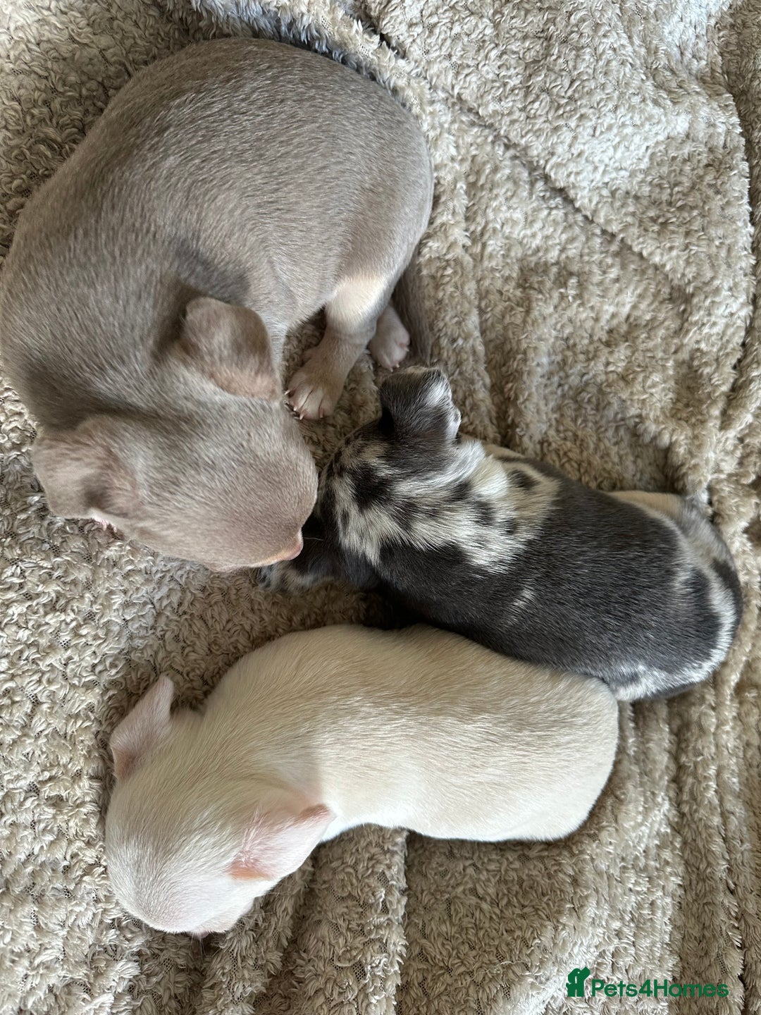 Chihuahua dogs for sale: Beautiful Chihuahua Babies - Image 9