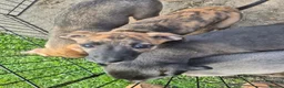 Whippet dogs for sale: Mixed Whippets  - Advert 4