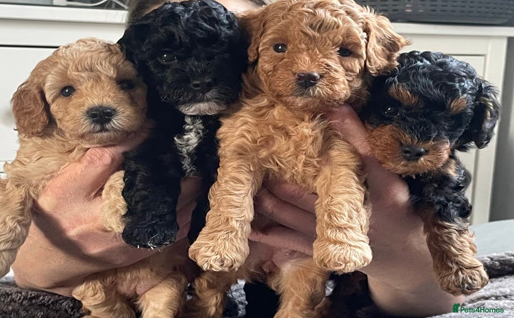 Cavapoo dogs - Advert 1