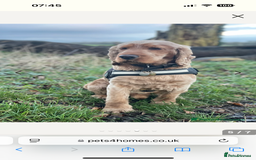 Cocker Spaniel dogs for sale: Outstanding kc reg cocker spaniel puppies - Image 17