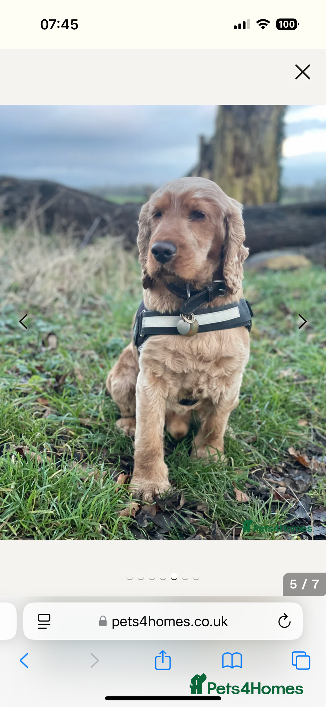 Cocker Spaniel dogs for sale: Outstanding kc reg cocker spaniel puppies - Image 17