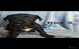 Mixed Breed dogs for sale: 💥 Saluki Bull Grey Puppies 💥 - Image 2