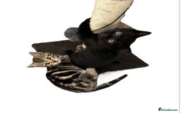 Mixed Breed cats for sale: Moggy kittens - Image 2