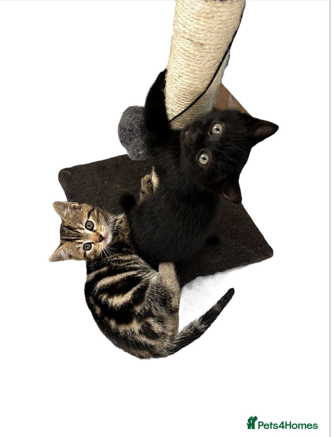 Mixed Breed cats for sale: Moggy kittens - Image 2
