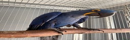 Macaws birds for sale: Selling handreared hyacinth macaw  - Advert 2