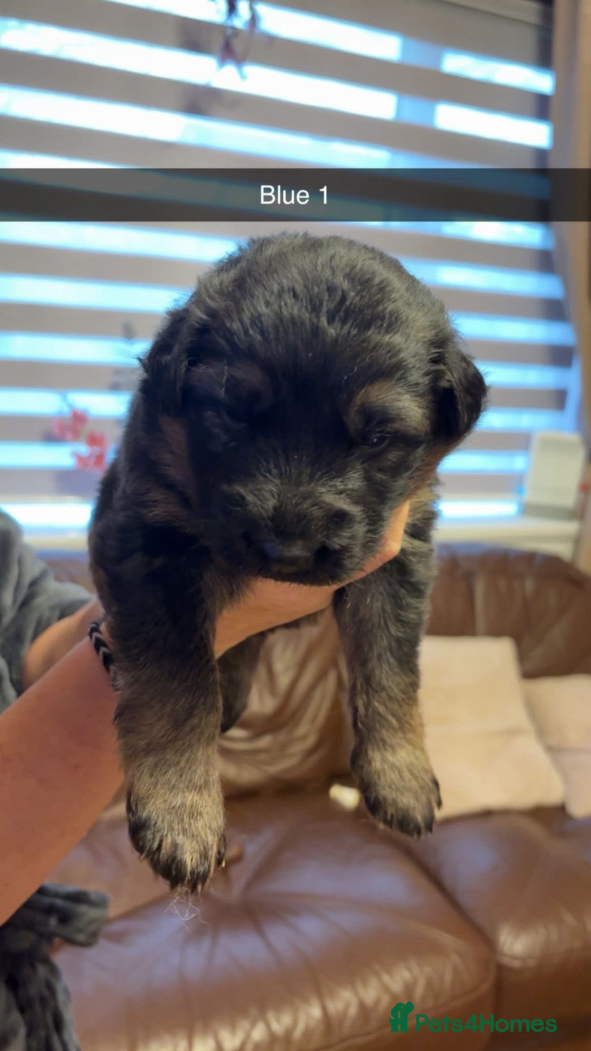 German Shepherd dogs German shepherd pups  - Advert 4