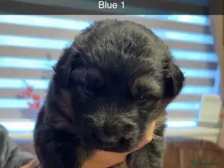 German Shepherd dogs German shepherd pups - Advert 4