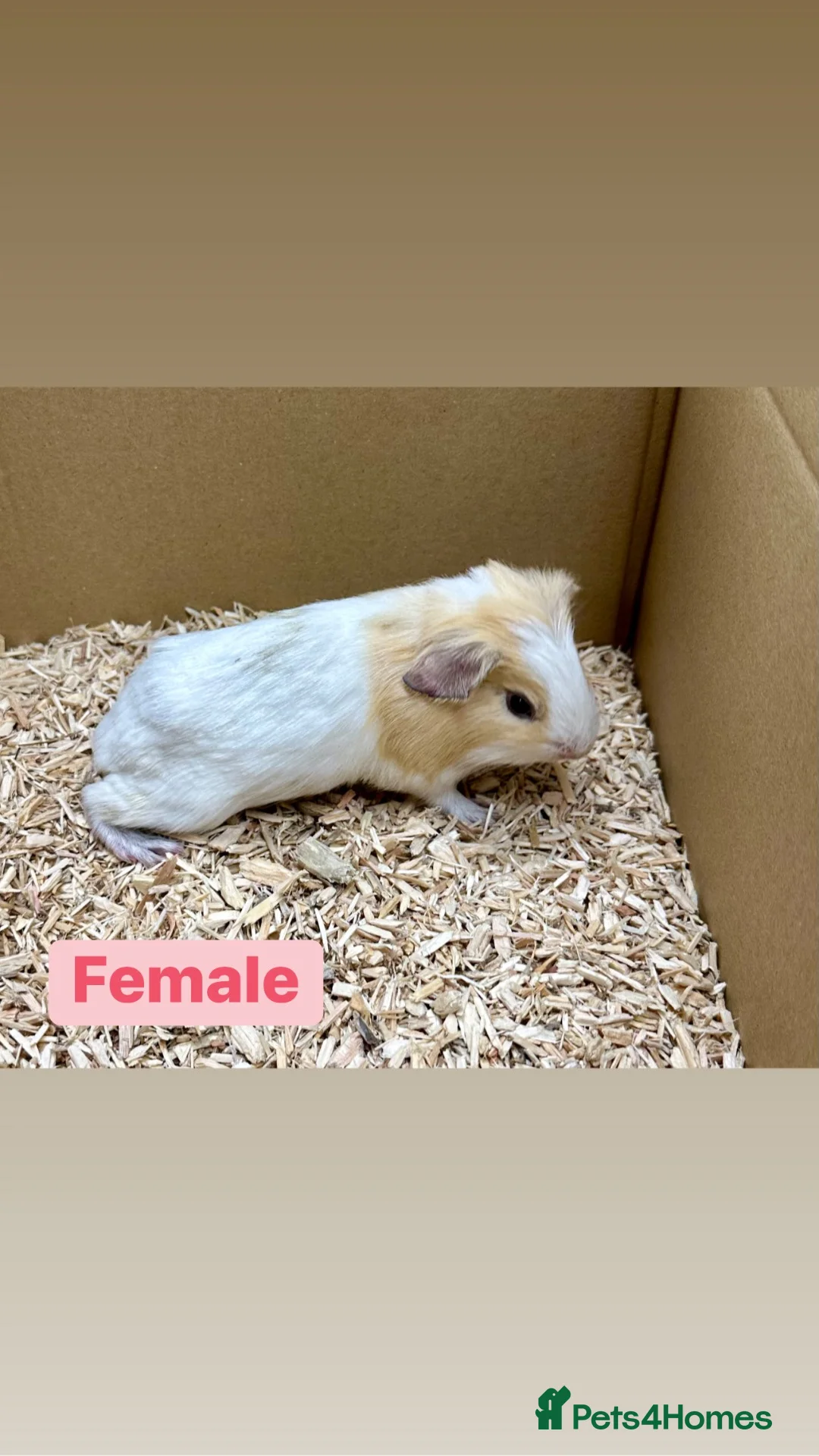 Guinea Pig rodents for sale: Young guinea pigs  - Advert 2