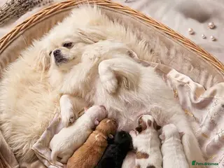 Pekingese dogs Pekingese - Advert 18