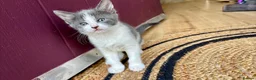 Mixed Breed cats for sale: Grey&white F.  All grey M.  - Advert 3