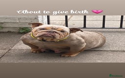 English Bulldog dogs for sale: English bulldog puppies  - Image 10