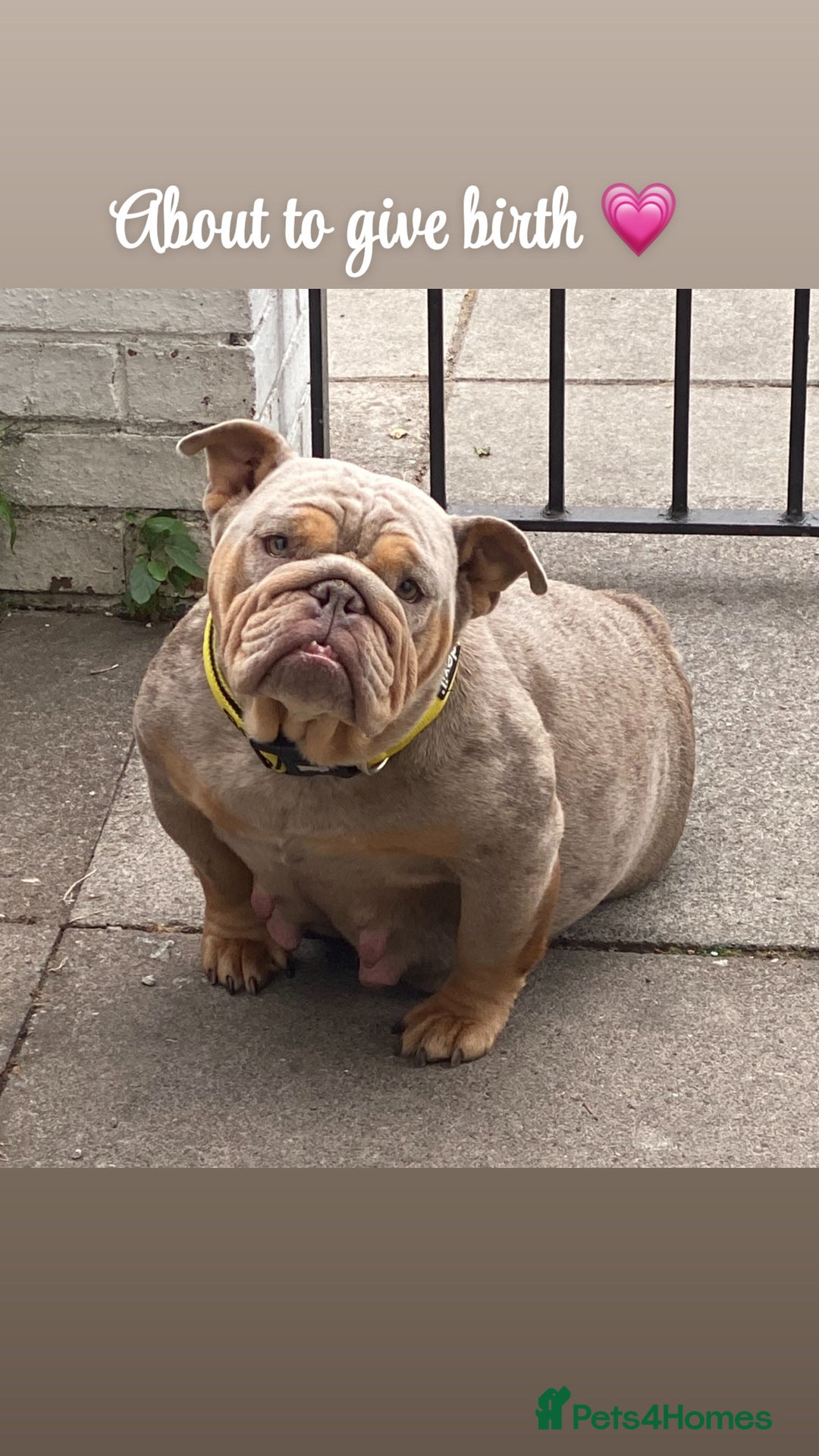 English Bulldog dogs for sale: English bulldog puppies  - Image 10