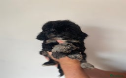 Cockapoo dogs for sale: Beautiful litter of cockapoos - Image 2