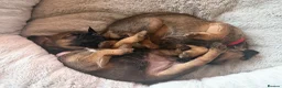 Border Terrier dogs for sale: 2 x Bitches  in Antrim - Advert 9