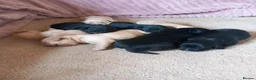 Labrador Retriever dogs for sale: Stunning KC Registered puppies in Exeter - Advert 9