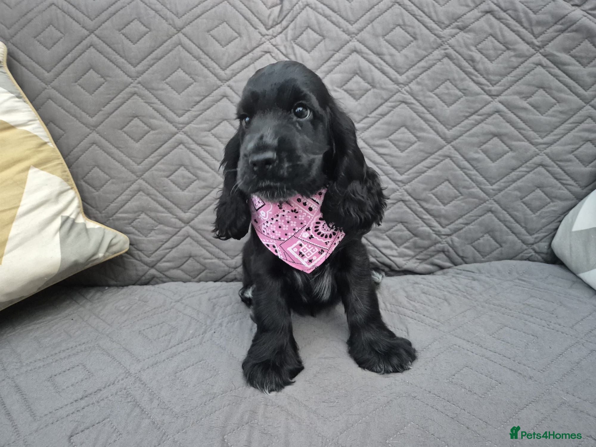 Cocker Spaniel dogs Gorgeous show cocker spaniel puppies  - Advert 13