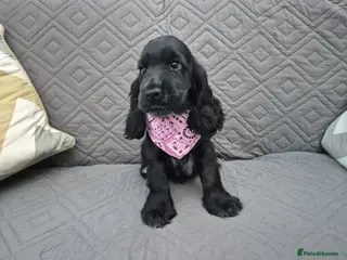Cocker Spaniel dogs Gorgeous show cocker spaniel puppies - Advert 13