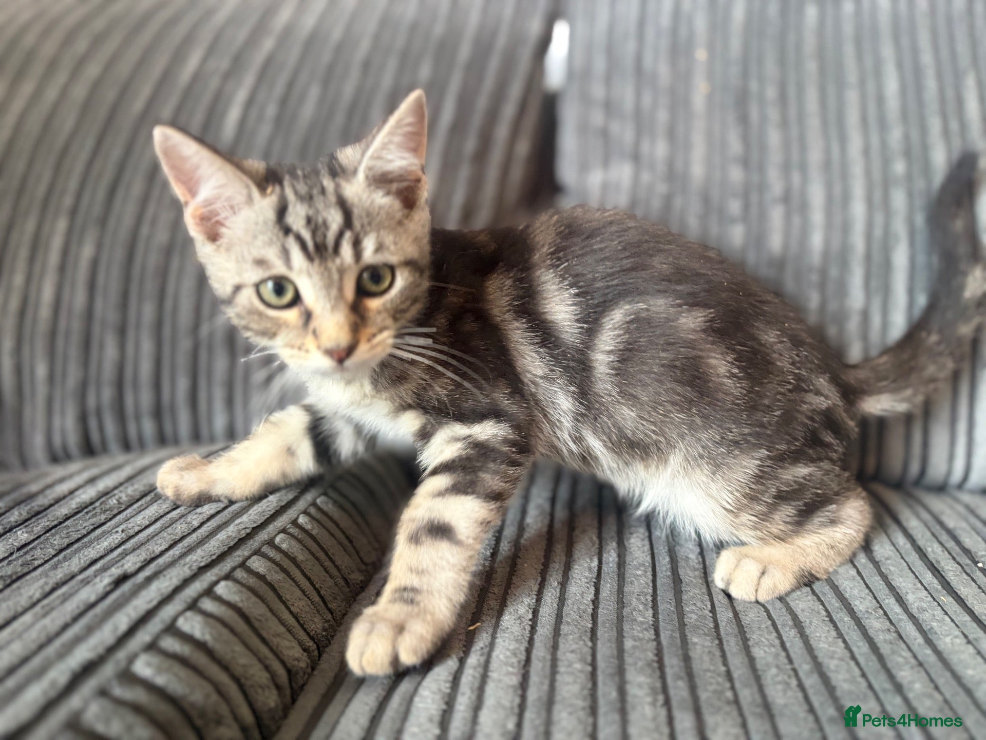 Mixed Breed cats Mixed Maine Coon kittens  - Advert 2