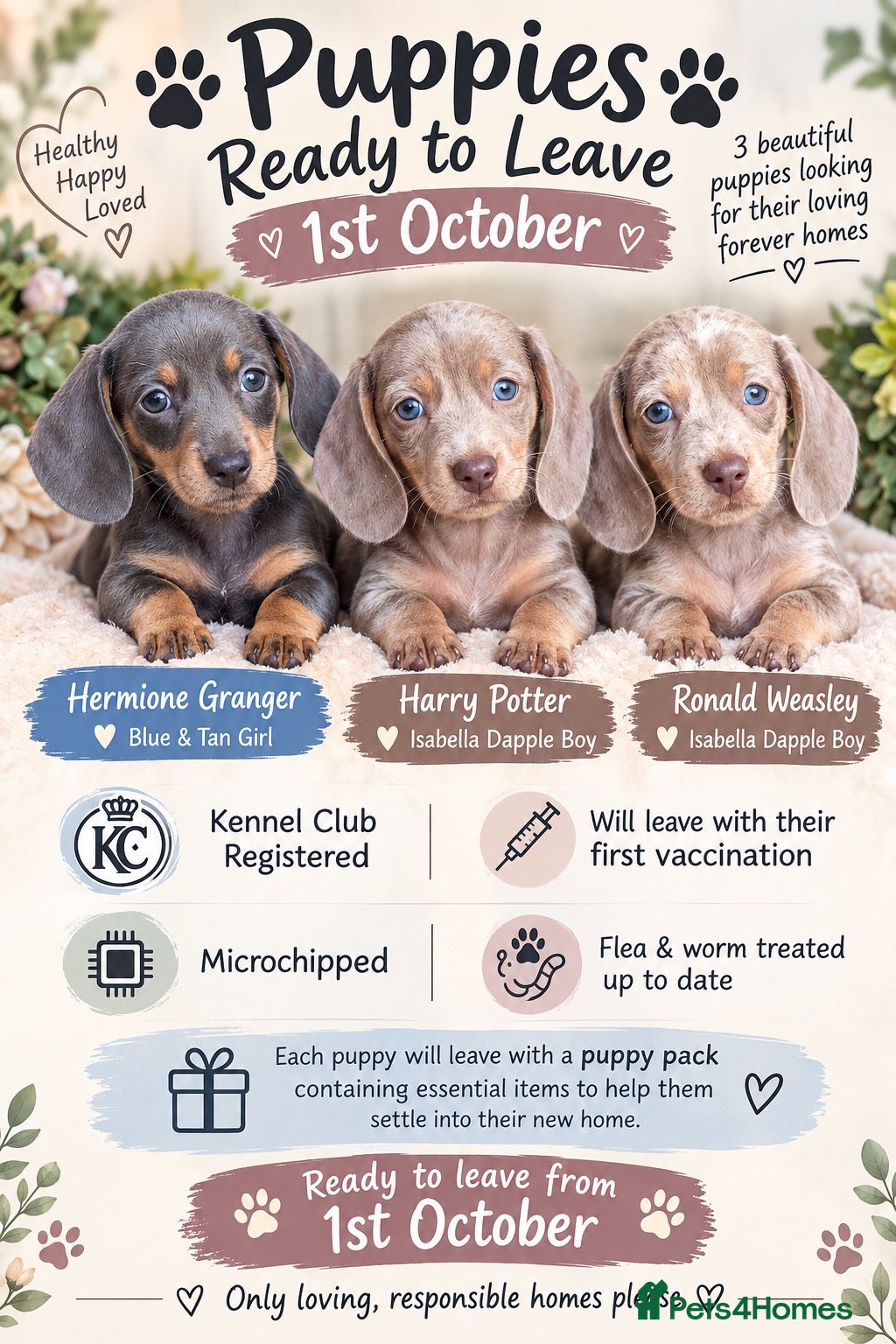 Miniature Dachshund dogs Miniature dachshund puppies  - Advert 3