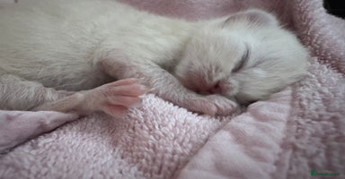 Ragdoll cats - Advert 13