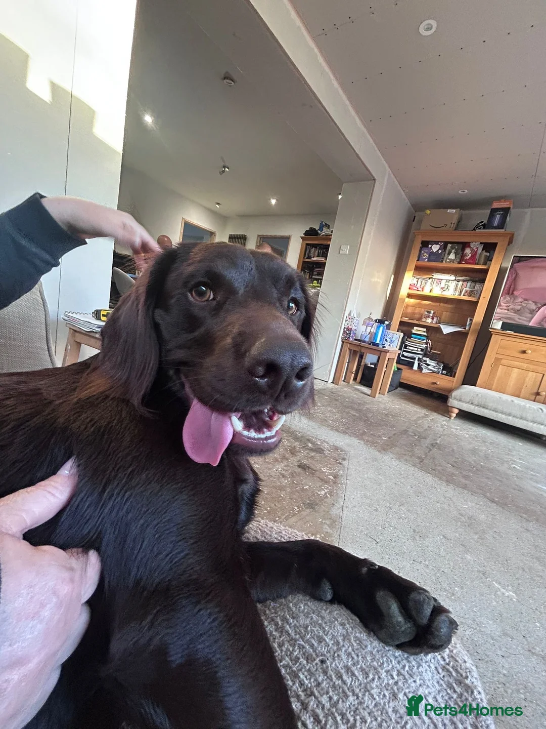 Cockerdor dogs for stud: Labrador x Cocker in Cranleigh - Advert 2