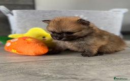 Pomeranian dogs for sale: KC registered Pomeranian puppies - Image 31