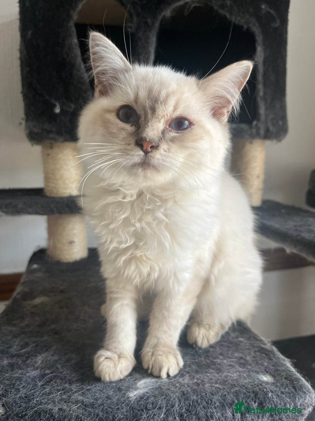 Ragdoll cats for sale: Last 3 Male Ragdolls - Image 4