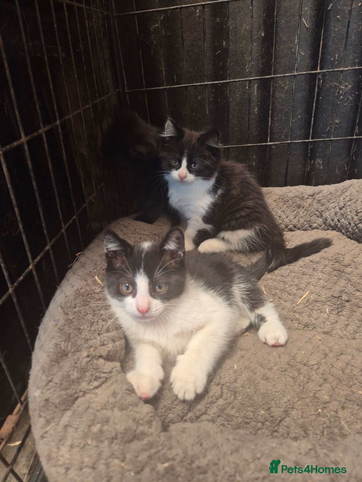 Mixed Breed cats 4 male kittens - 2x black&white 2 x black - Advert 1