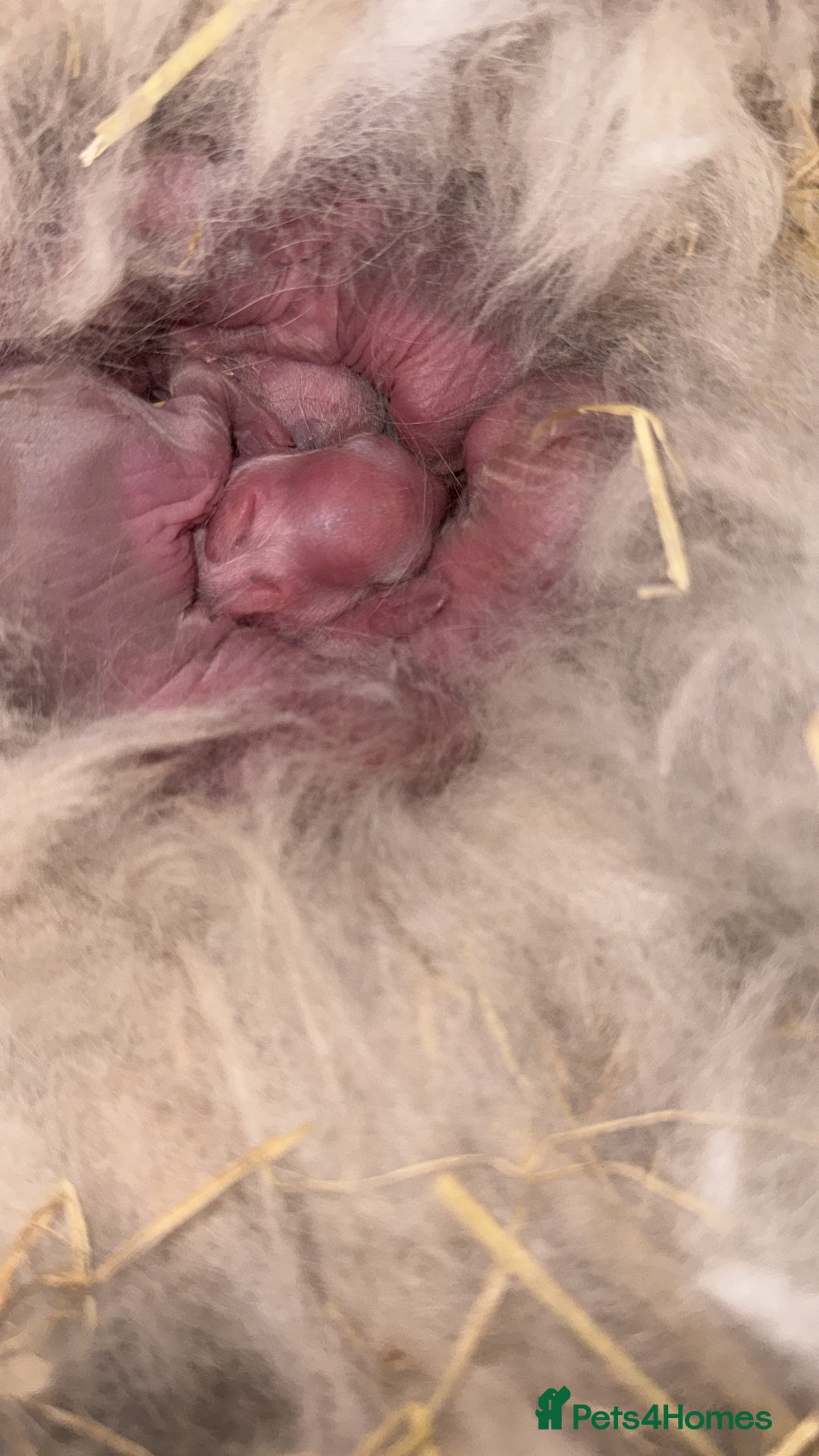 Lionhead rabbits for sale: ✨ Lionhead Bunnies  ✨ - Advert 5