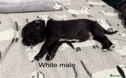 Mixed Breed dogs for sale: Beautiful Doberman X springer spaniel pups in Hawick - Image 20