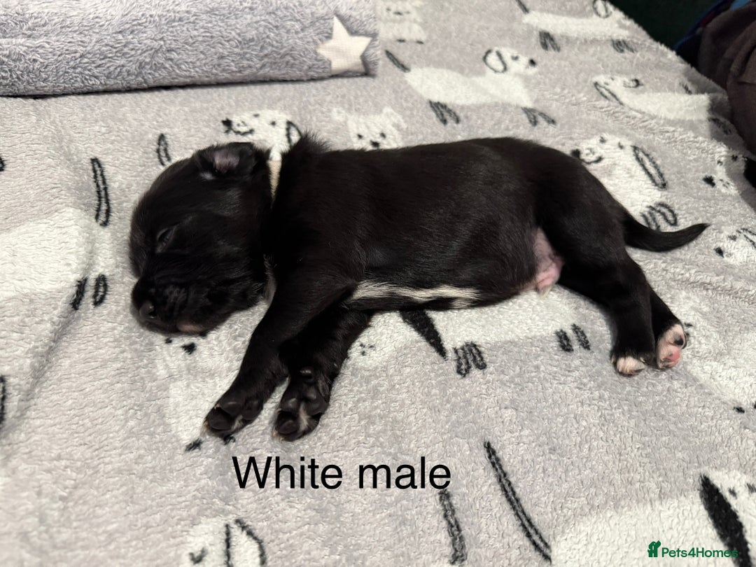 Mixed Breed dogs for sale: Beautiful Doberman X springer spaniel pups in Hawick - Image 20