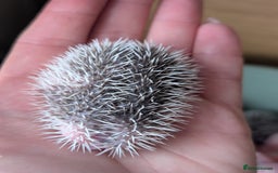 Pygmy Hedgehog rodents for sale: Gorgeous APH hedgehogs  - Image 2