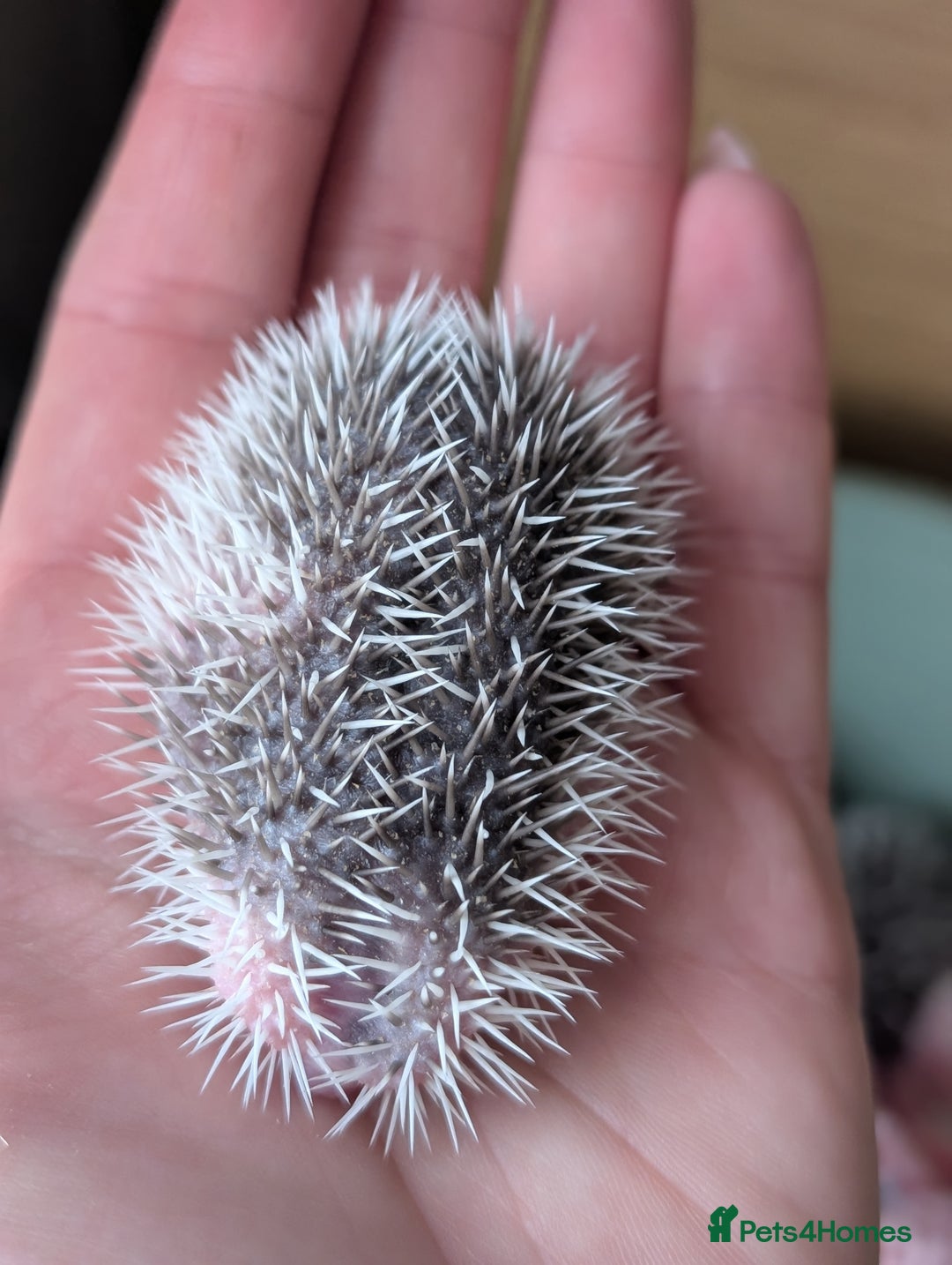 Pygmy Hedgehog rodents for sale: Gorgeous APH hedgehogs  - Image 2