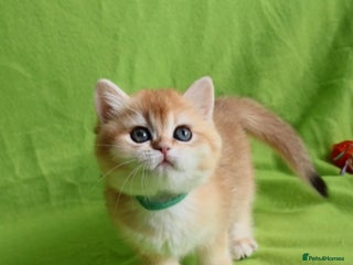 British Shorthair cats 🧿Luxurious Exclusive Golden BSH girl ready20.12 ✨ - Advert 8