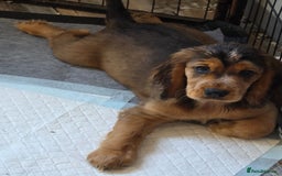 Cocker Spaniel dogs for stud: Stunning  Cocker Spaniel for stud in Northwood - Image 12
