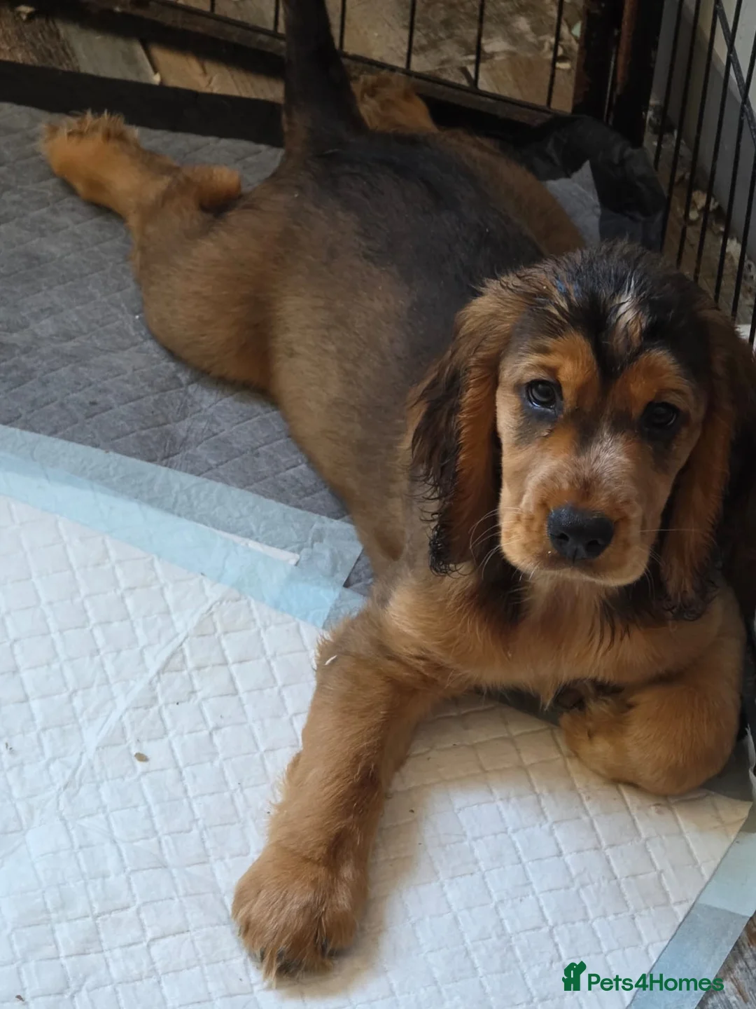 Cocker Spaniel dogs for stud: Stunning  Cocker Spaniel for stud in Northwood - Advert 9